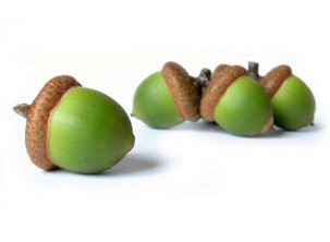 acorns3